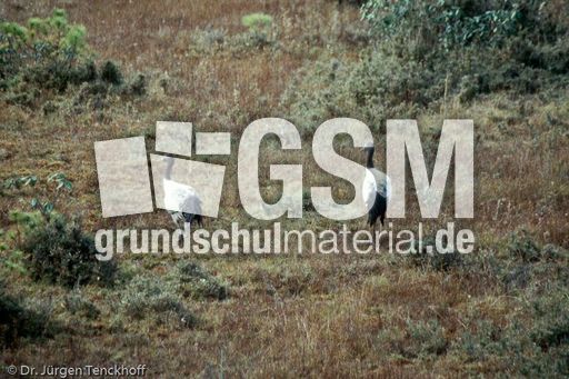 Schwarzhalzkranich (2 von 3).jpg